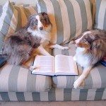 dog-studying