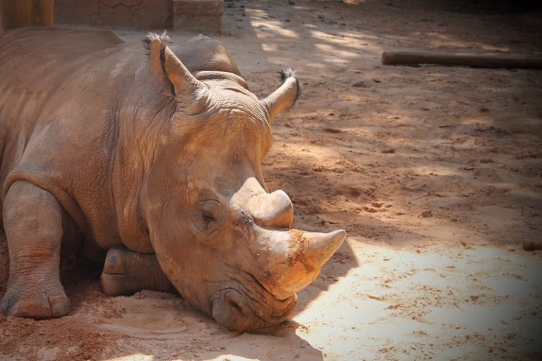 OPINION We should not be keeping animals in captivity The Baron