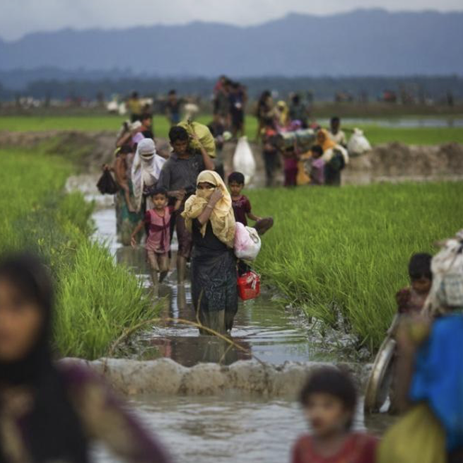 Rohingya walk through rice fields after fleeing across the border from Myanmar to Bangladesh near Teknaf, September 1, 2017 (AP Photo/Bernat Armangue)